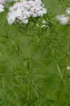 Narrowleaf mountainmint